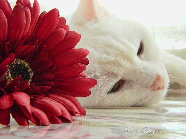 意甲前场进攻压迫效率与对手失误率之间的多变量分析,意甲球迷冲场