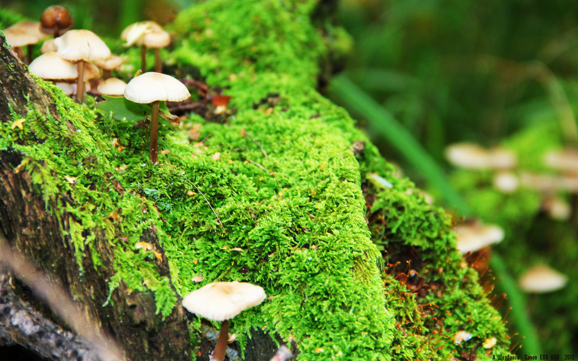 博塔弗戈渴望爆冷,面对马竞迎难而上,博塔弗戈足球俱乐部