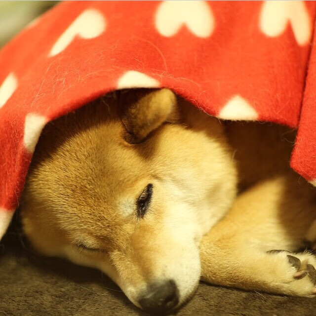 mk体育官网-大学生滑雪挑战赛推动校园冰雪发展，大学生滑雪活动