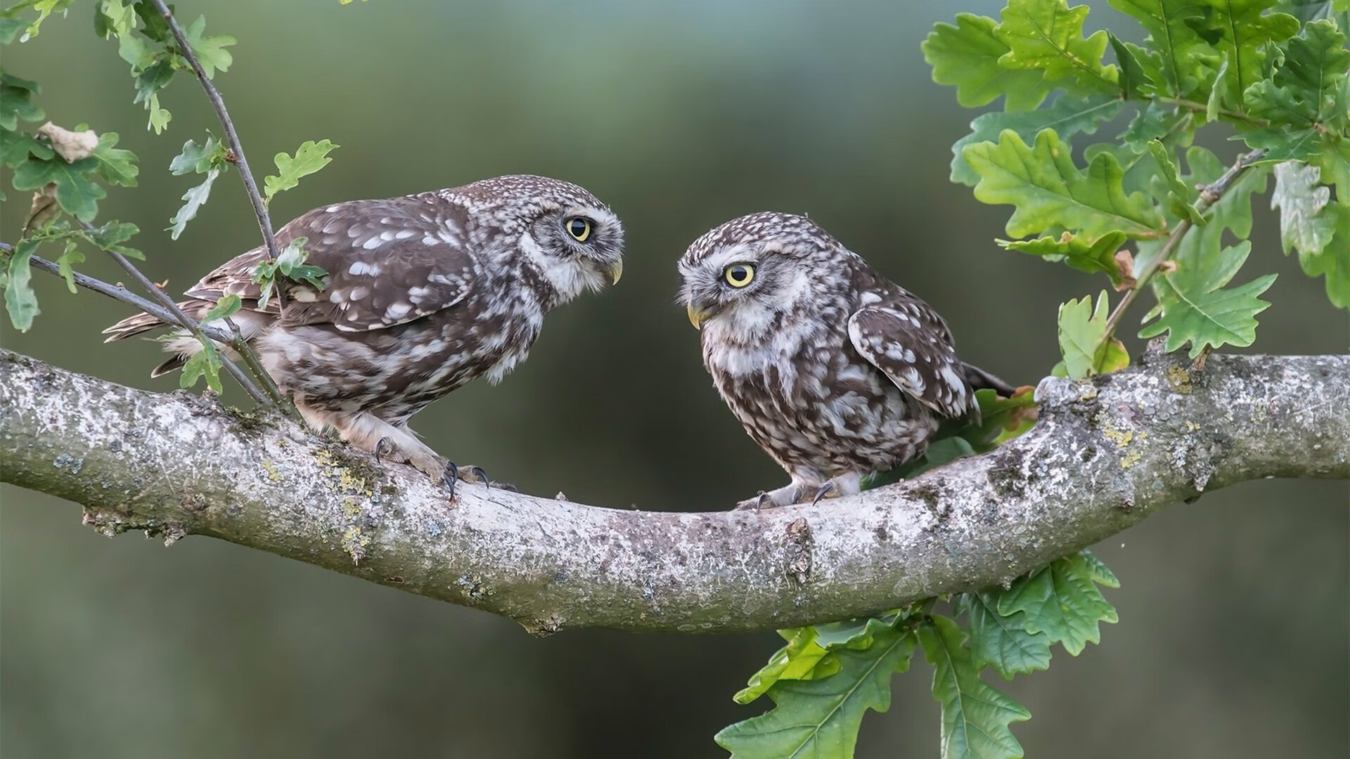 快节奏球队如何在阵地战中维持效率,快节奏足球