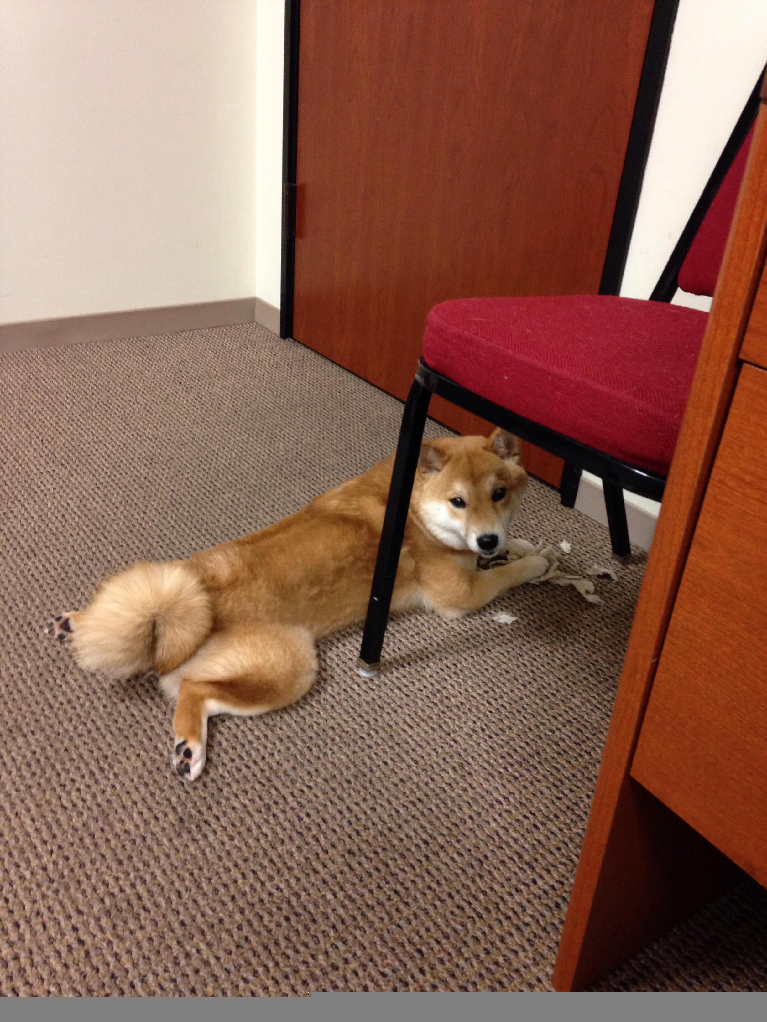 mk体育电脑版-排球超级联赛季后赛对阵揭晓，2020-2021排超联赛最佳阵容