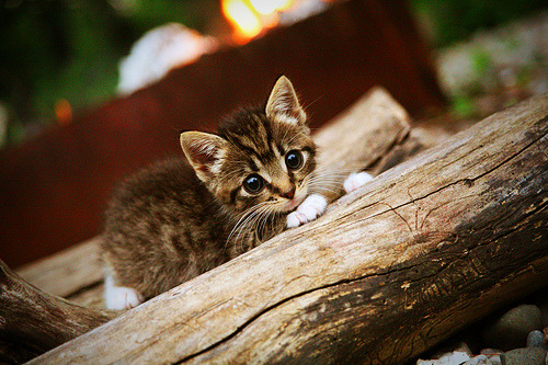 新赛季球衣风格引入传统图腾元素,22-23赛季球衣