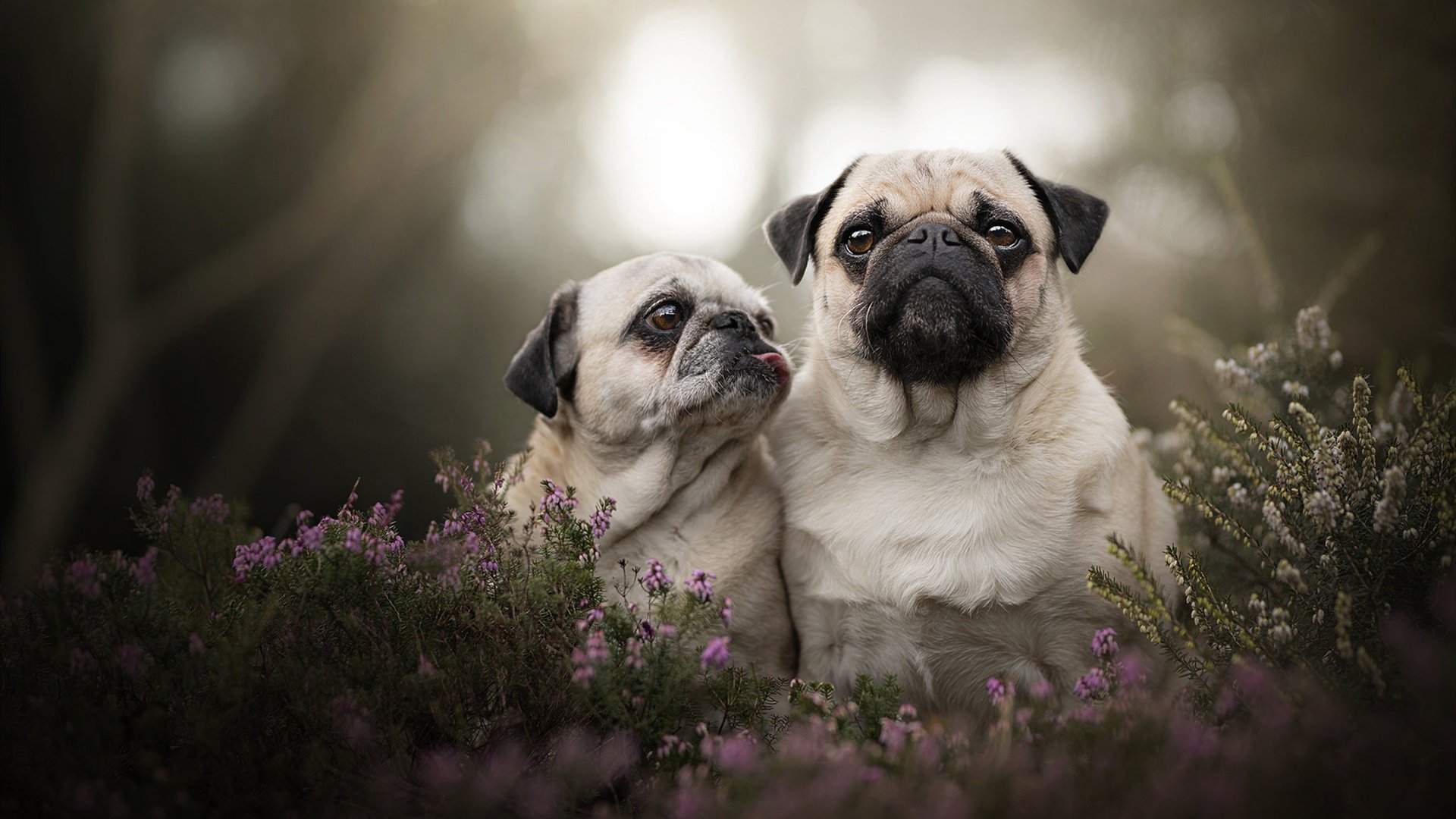 朗斯防守层次分明有效限制对手进攻,今天朗斯对战尼斯比分预测