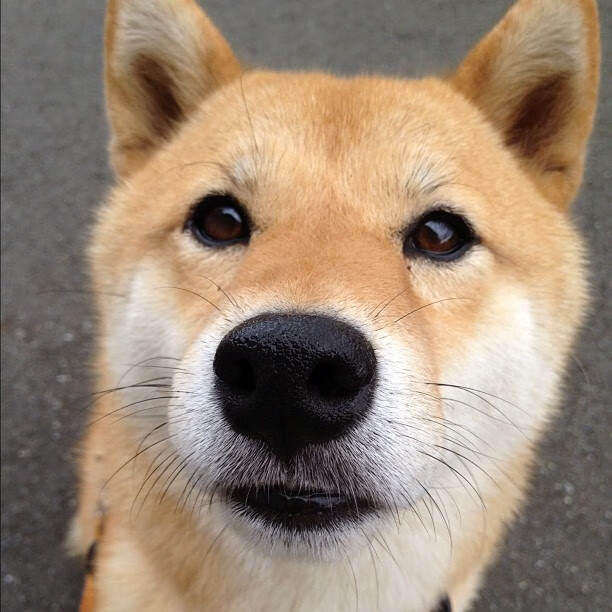 球队战术板中是否更倾向构建中心向外疏导进攻方式,篮球战术板应用