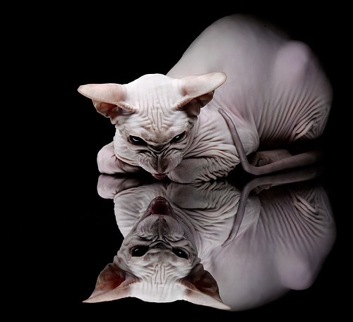 美国女队奖牌榜领跑,美国女队奖牌榜领跑是谁