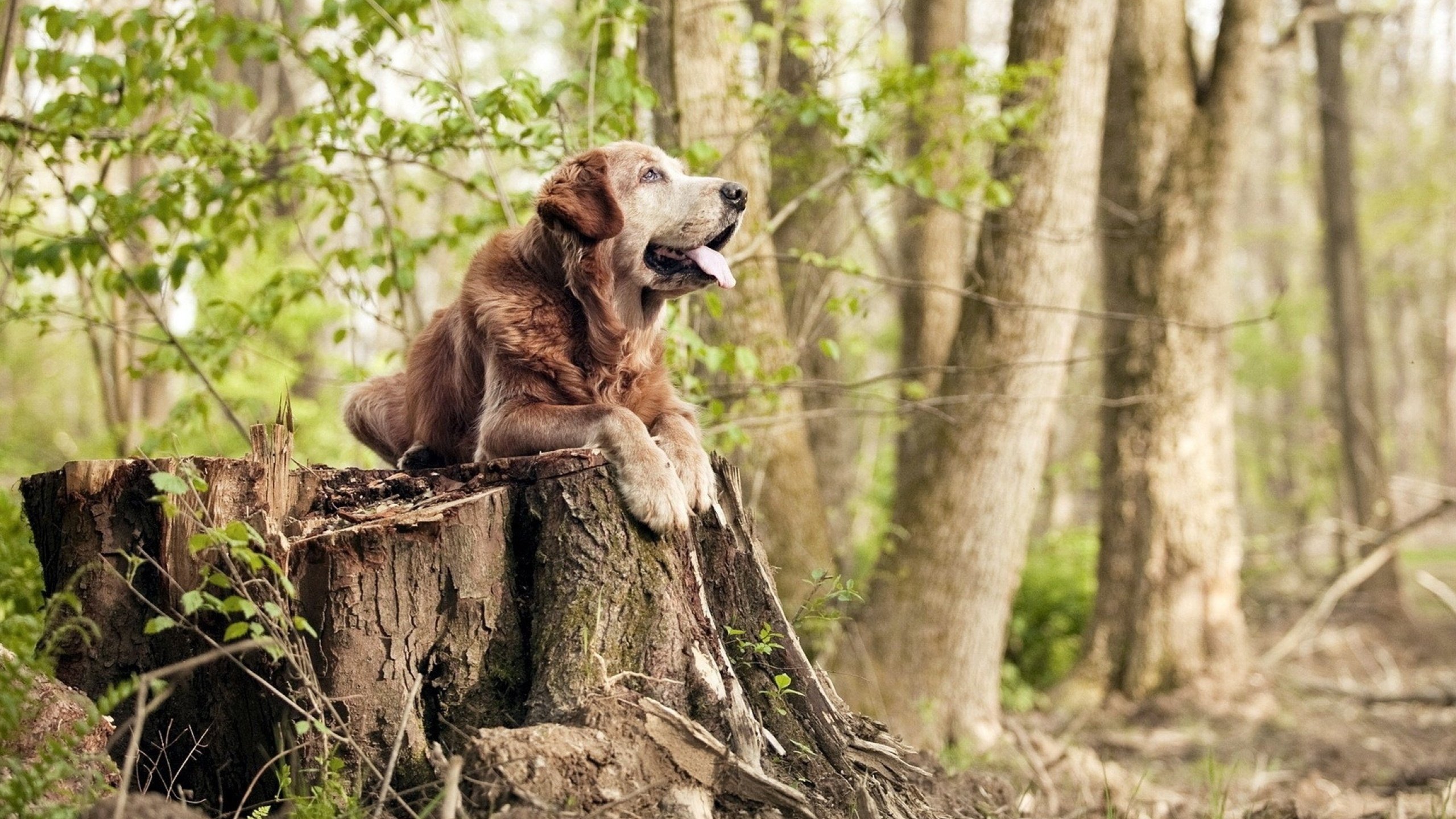 赫罗纳新援表现抢眼激活球队进攻端,赫罗纳vs西班牙人