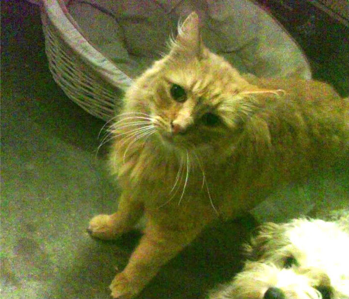 克洛普持续革新战术,带队冲击更高荣誉