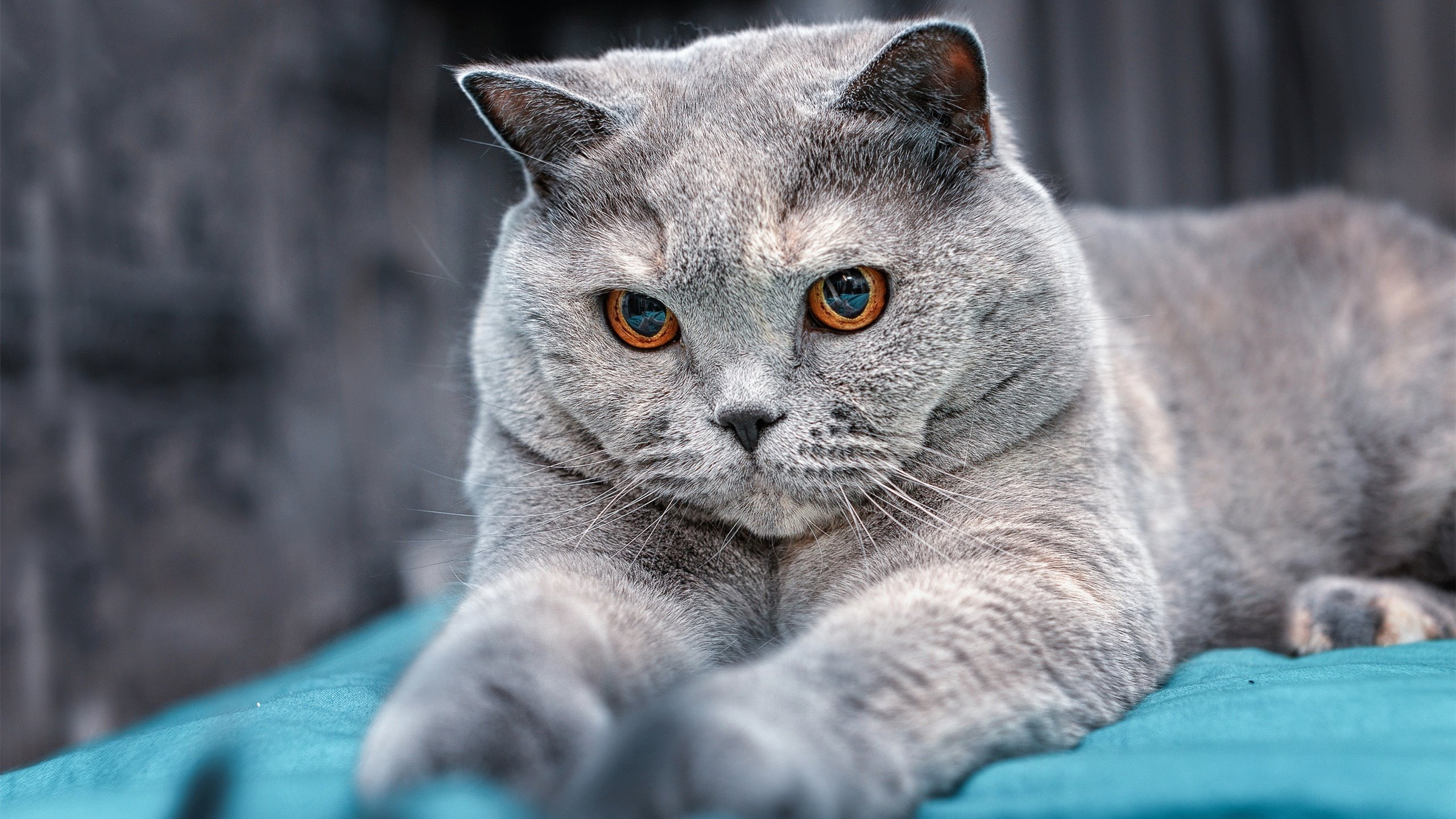mk体育中国官网-张雨霏为高中母校捐建游泳馆，张雨霏在哪学的游泳