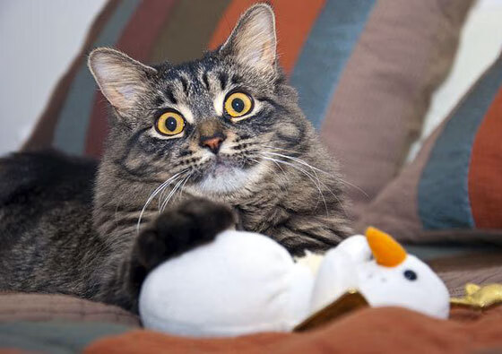 某俱乐部建成新球场,提升观赛体验,某俱乐部建成新球场,提升观赛体验能力