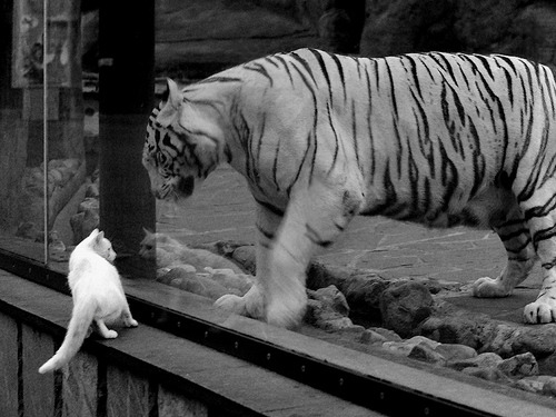 水球战术变阵助荷兰再下一城,水球集锦