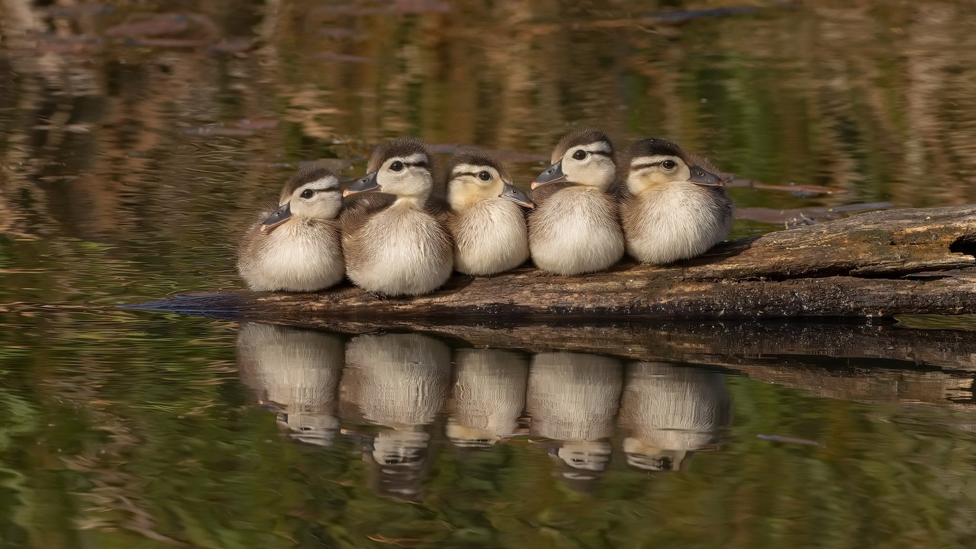 mk体育入口-NCAA冠军的秘密武器：曾是球童！，ncaa volleyball